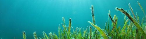 banneralgae-reactor_2024-05-28-124546.png