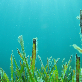 banneralgae-reactor_2024-05-28-124546.png